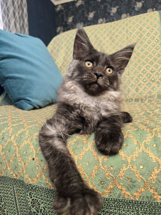 Красунчики кошенята Мейн-кун