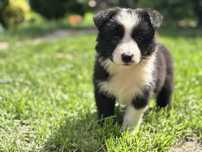 Border collie suczka