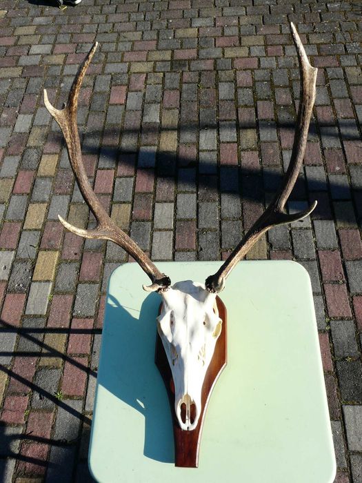 Możliwość dostawy gratis! Dekoracyjne poroże jelenia na ozdobnej desce