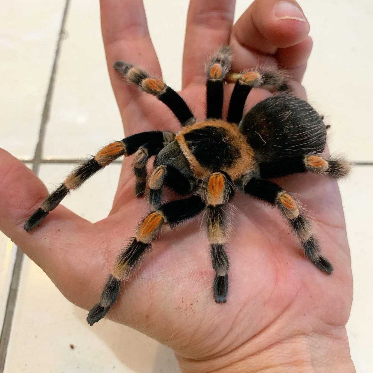 Тарантул, декоративный паук птицеед для новичков Brachypelma smithi