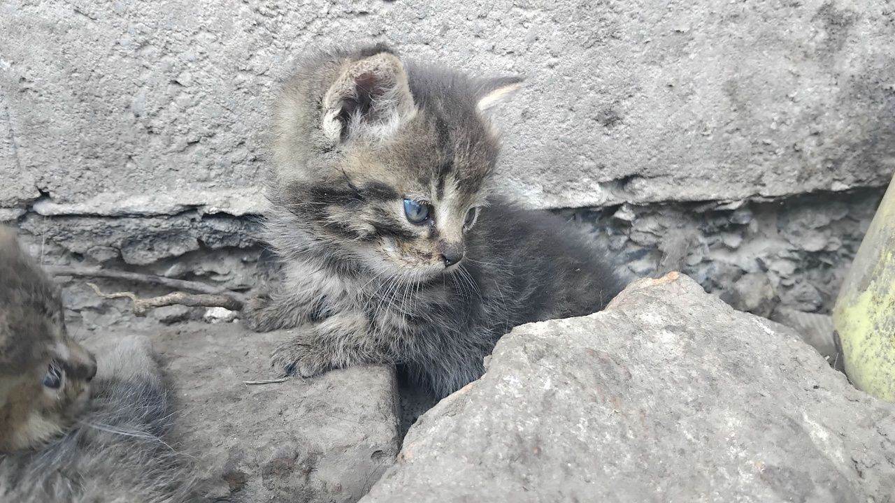 Кошенята безкоштовно