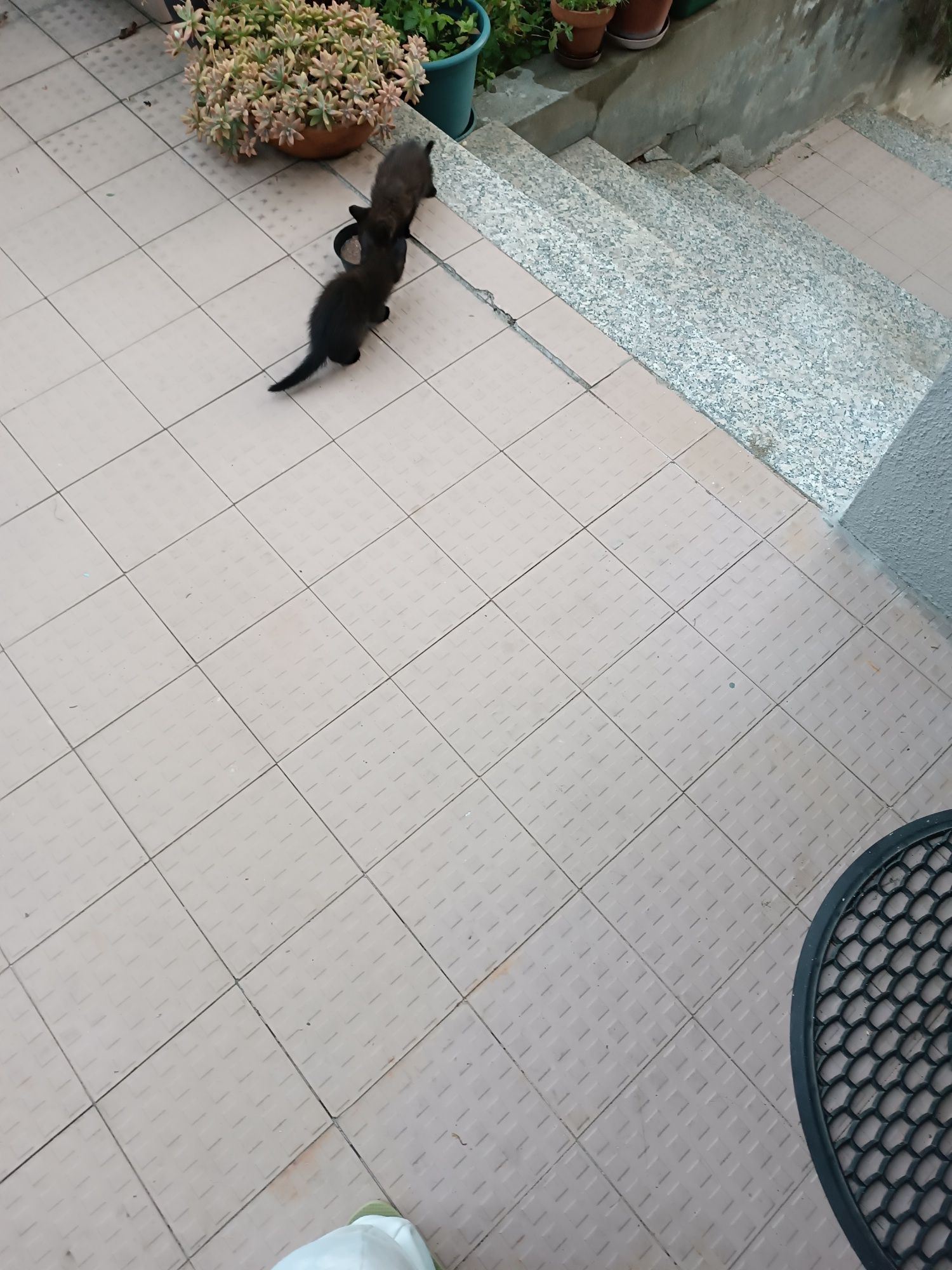 Doar gatinhos de 1 Mês e 3 Semanas