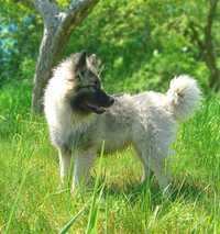 ZKwP Szpic wilczy wolfspitz keeshond rodowód