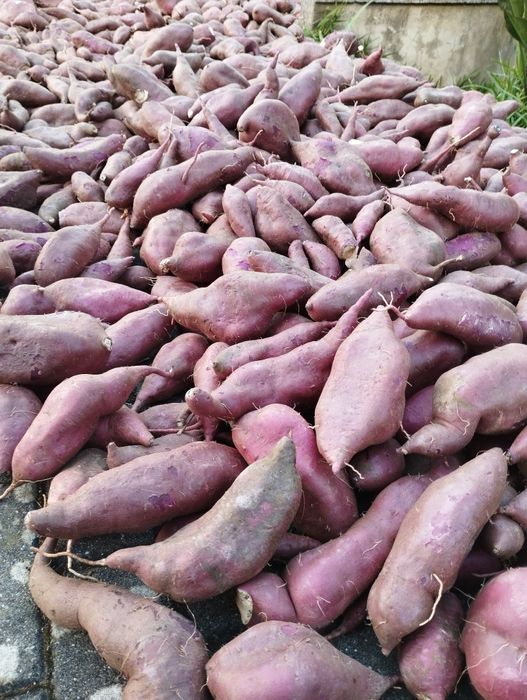 Vendo batatas doces boa qualidade