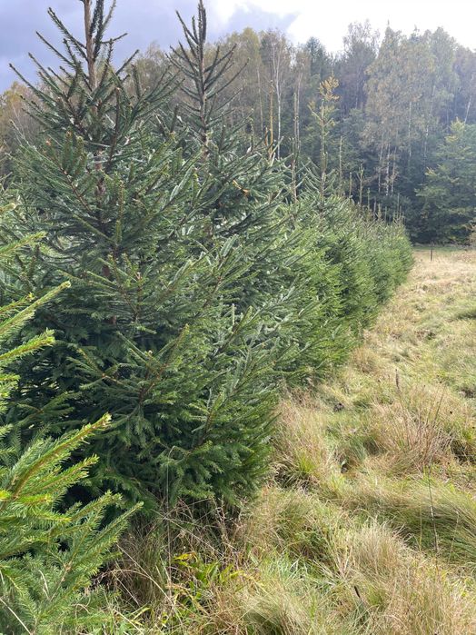 Świerk srebrny lub pospolity formowany choinki, plantacja choinek