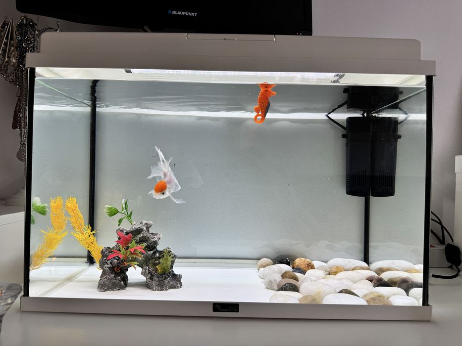 Pet Sitter de confiança – Cuido do seu animal com muito carinho