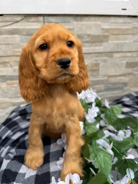 Cocker spaniel sunia z rodowodem