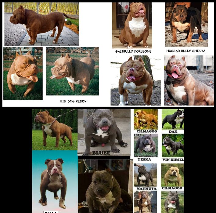 American Bully ABKC suczka