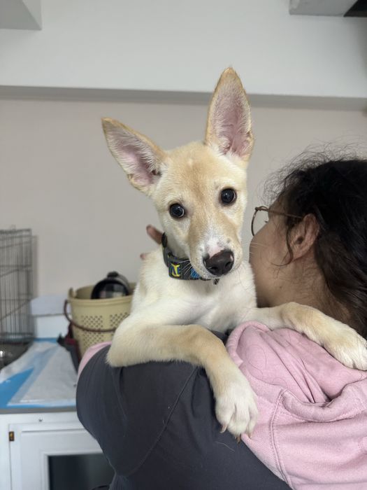 Метис. Дівчинка 4-5 міс.