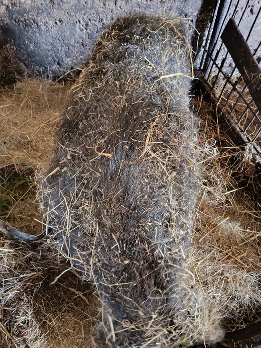 Mangalica maciora świnia locha