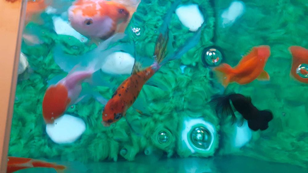 Peixes Quinguios e Cometa