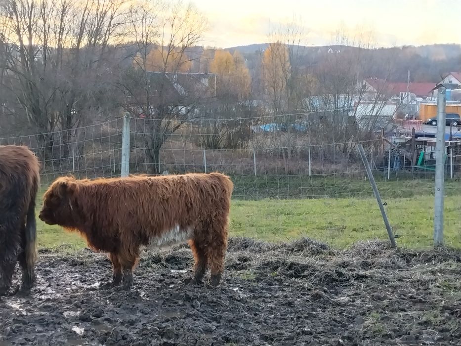 Sprzedam 2  jałówki rasy Highland cattle .