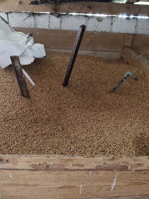 Pszenica , żyto, pszenżyto