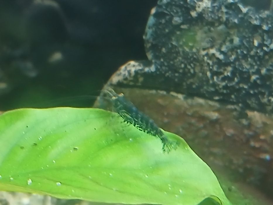 Pack de iniciante de aquarismo