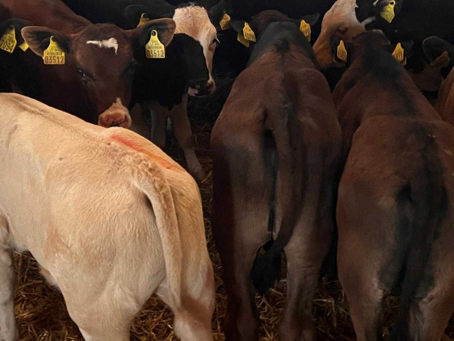 sprzedam cielaki mięsne