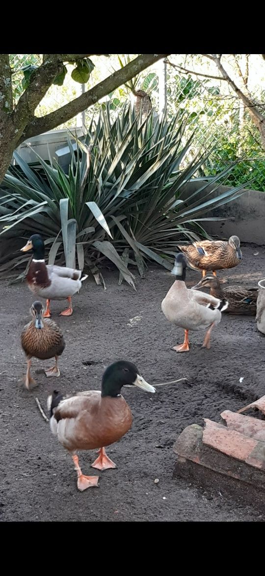 Vendo ou troco patos