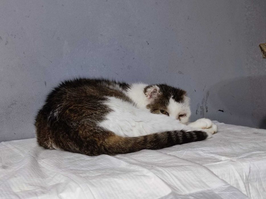 Maciuś szuka kochającego domu tymczasowego / stałego - kot do adopcji