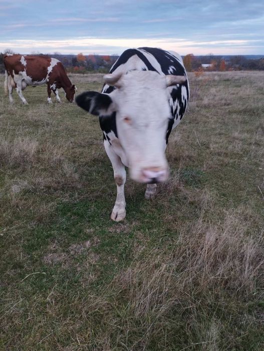 Продам добру корову