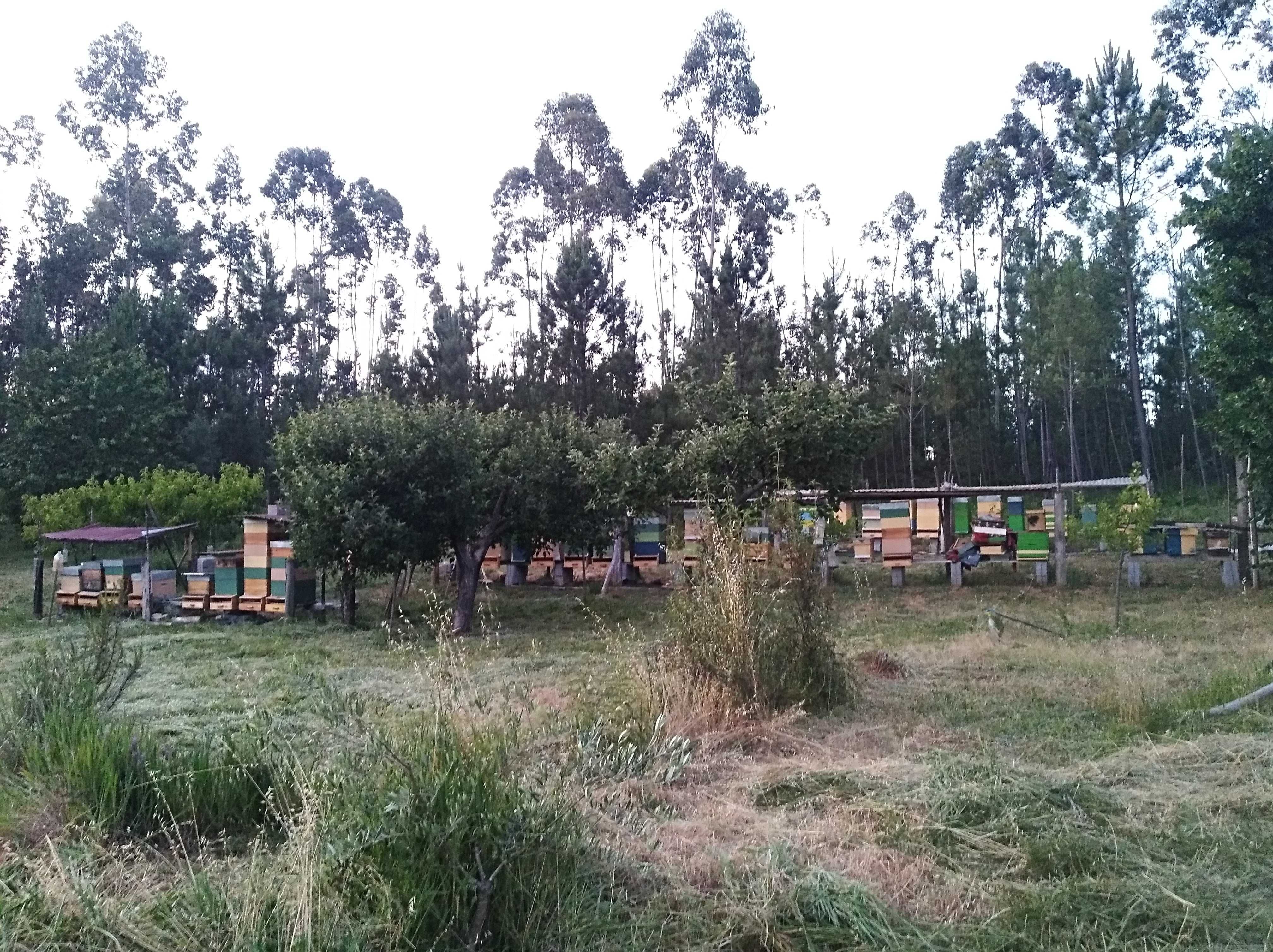 enxames de abelhas em 5 quadros