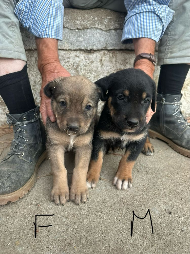 Cães rafeiros alentejanos para dar