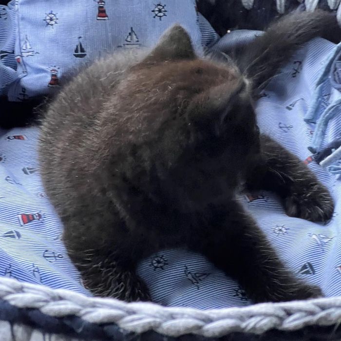 Продаємо шотландських прямовухих кошенят