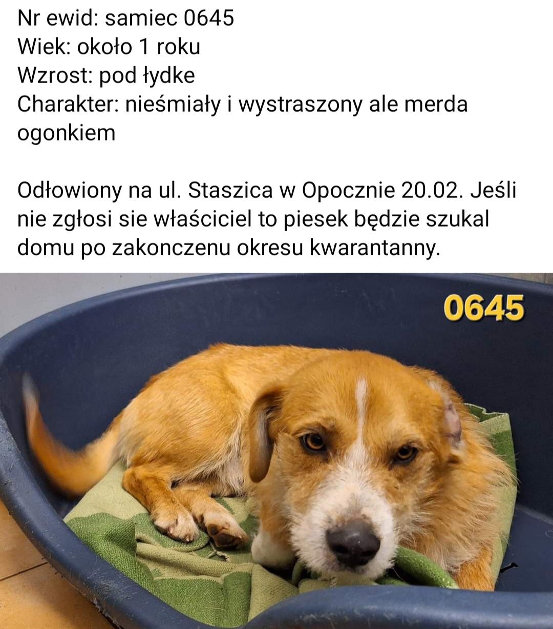 Uratuj psie życie! Zostań domem tymczasowym!