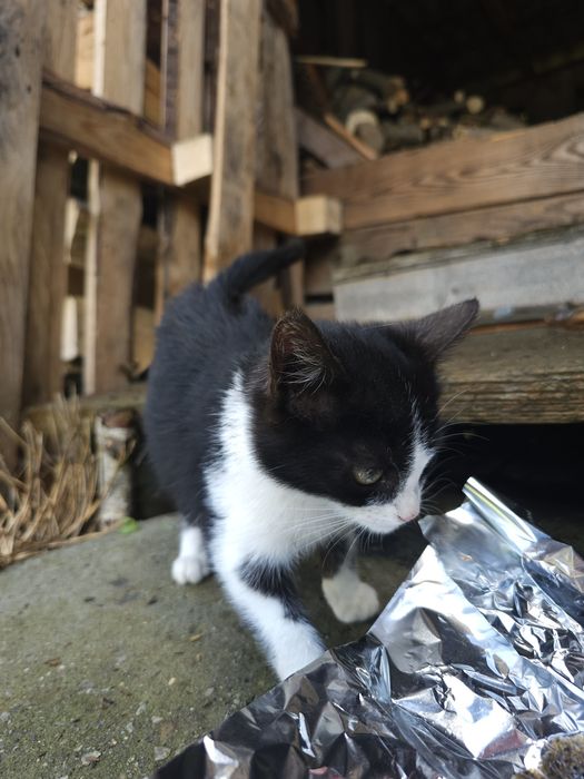 Oddam biało-czarną kotkę