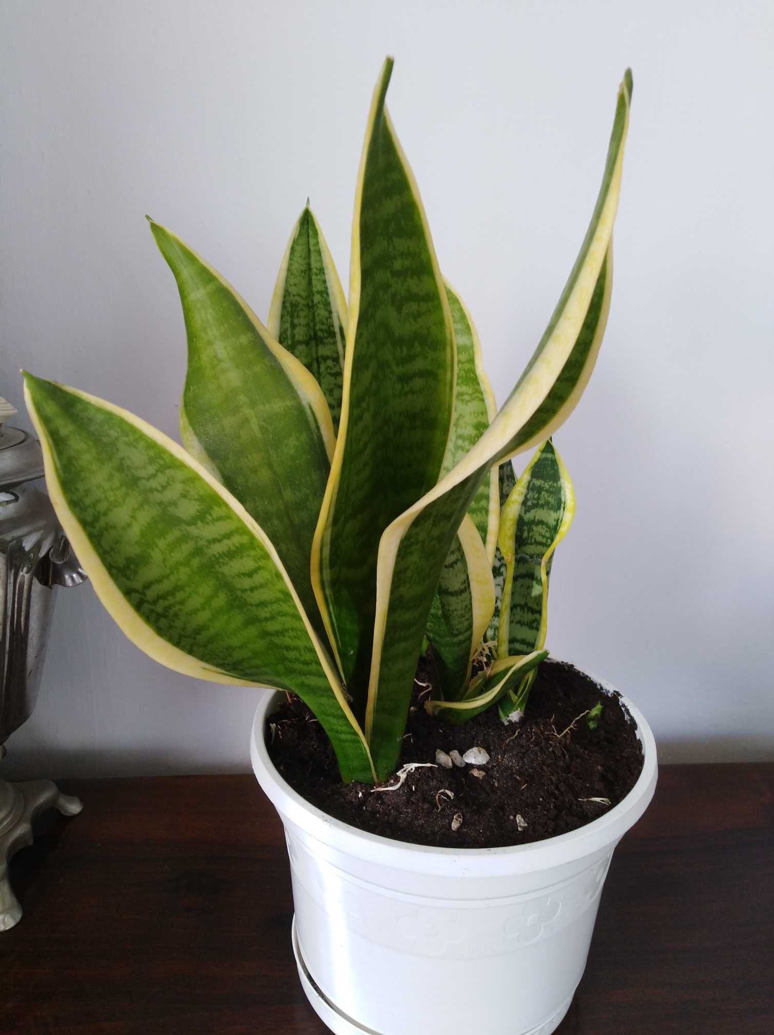 Sansevieria  Gwinejska Laurentii