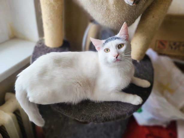 Зайка- котик Борис в белой шубке с черной кепочкой, 1 год, кошка