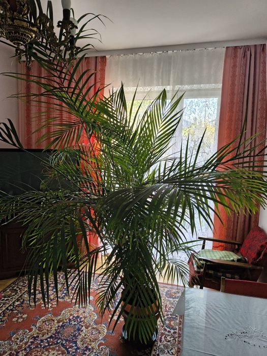 Palma Areka, Dypsis Lutescens, min. 250cm