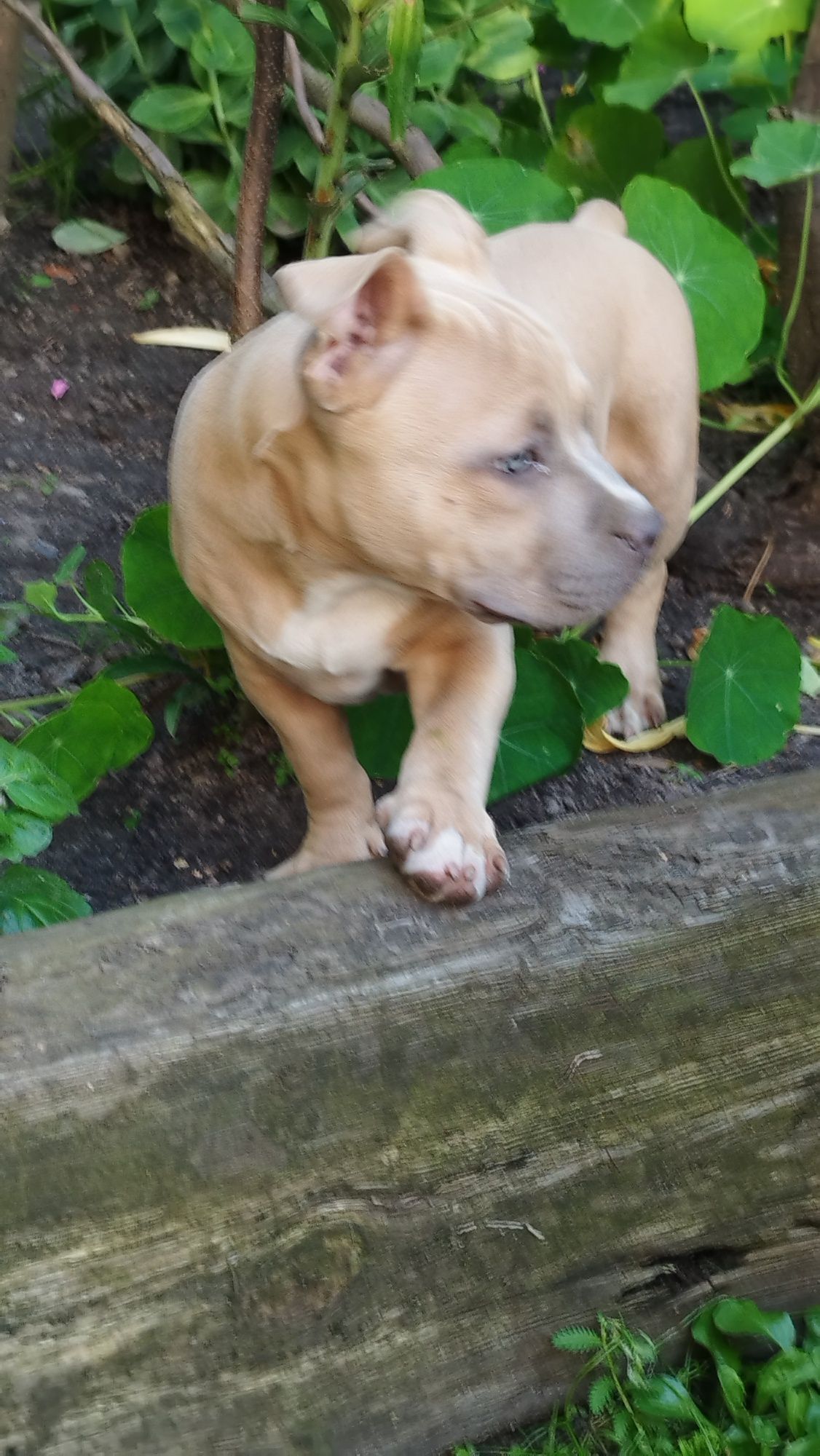 American Bully Standard