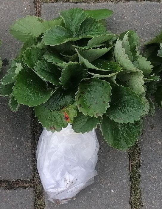 Sadzonki truskawek (eko) mix odmian. Polka, Honoeya, Senga, Kent. Sort
