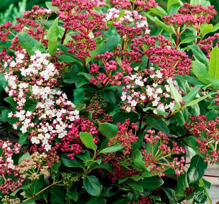 Kalina wawrzynowata "Eve Price", kwiaty od jesieni do wiosny!