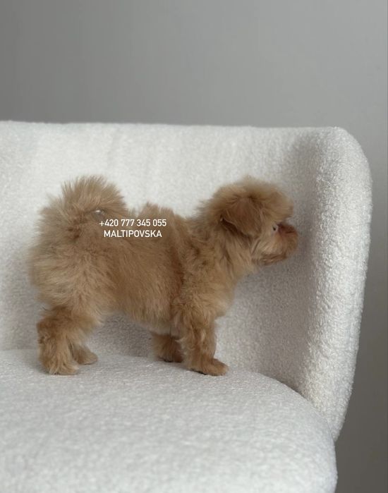 Очаровательные детки мальтипу ф1 и ф2