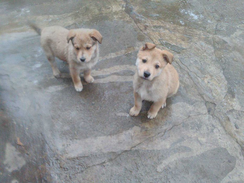 Щенки ищут заботливую семью