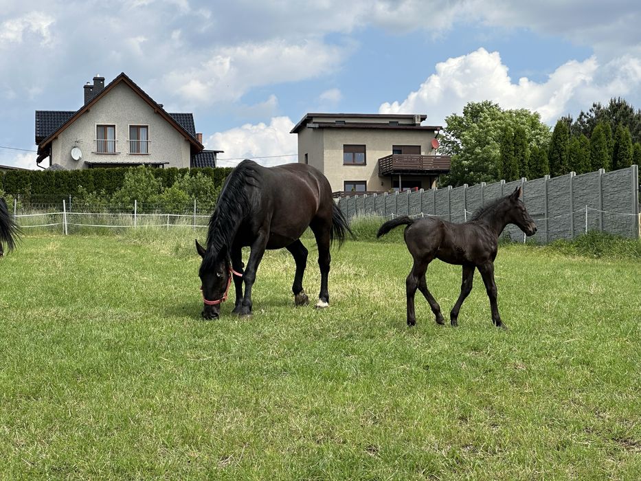 Klacz śląska ze źebakiem, księga główna