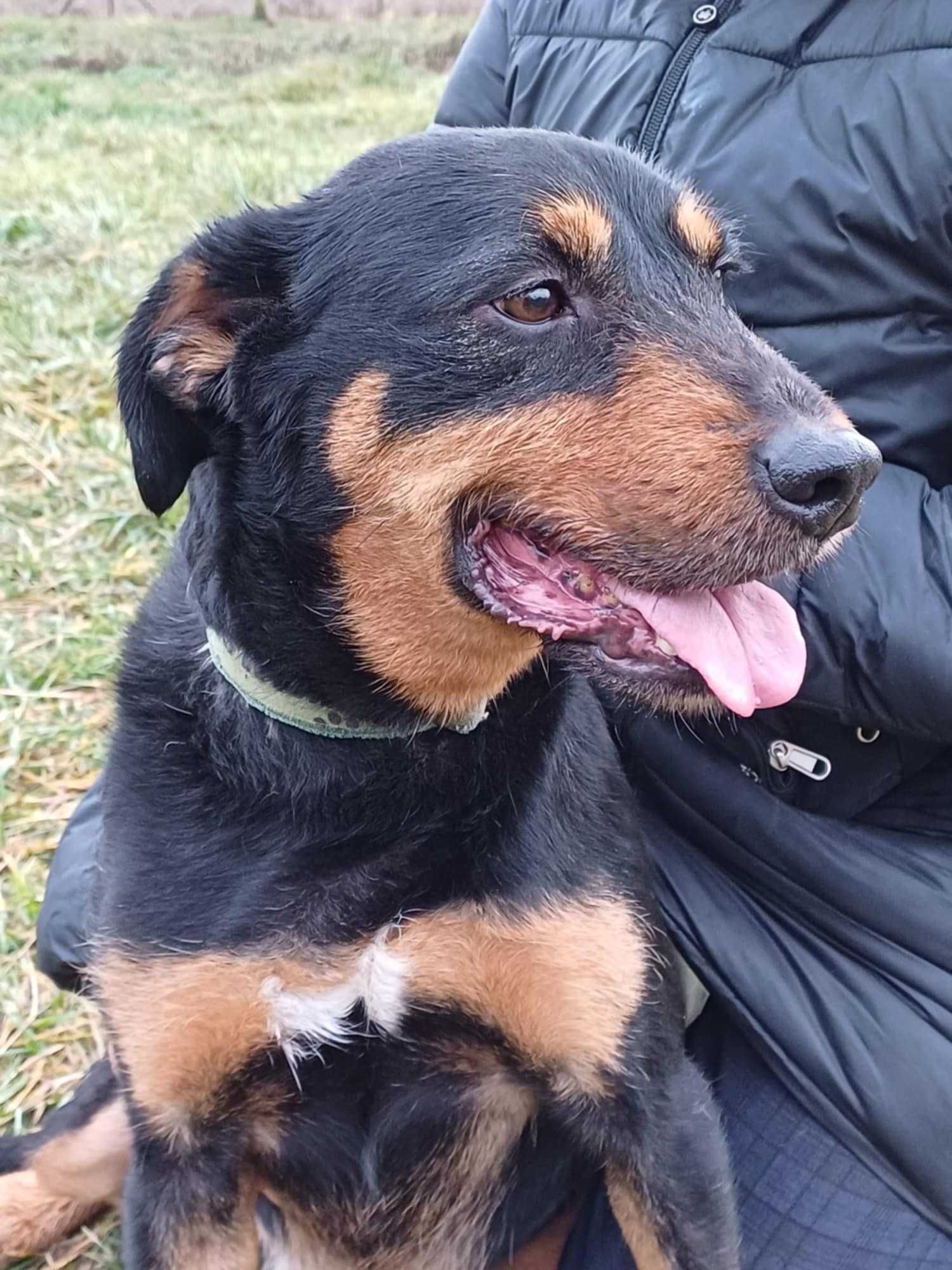 Miki terier w typie teriera pies piesek szuka domu