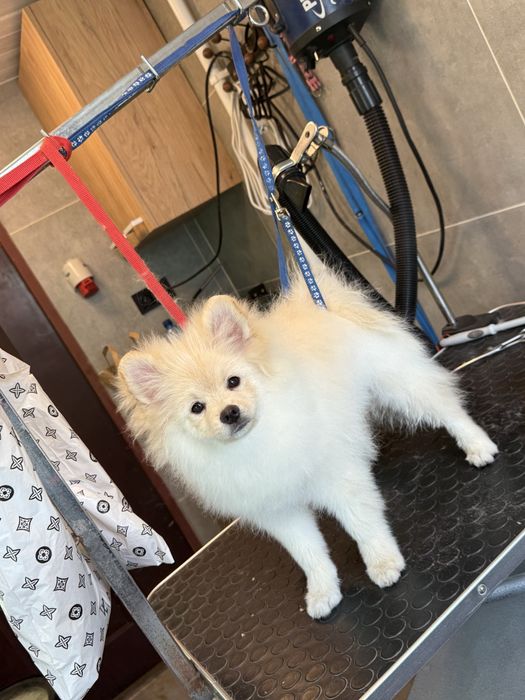 psi fryzjer usługi gromerskie