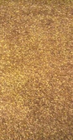 Nasiona modrzewia(larix decidua)