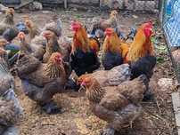 Ovos Galinhas garnizes / Brahma perdiz e light