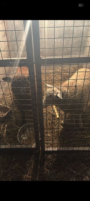 Vendo casal de borregos
