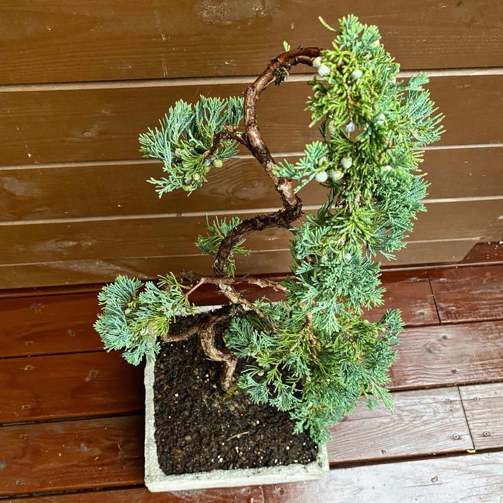 Bonsai Jałowiec donica betonowa drzewko ozdobne