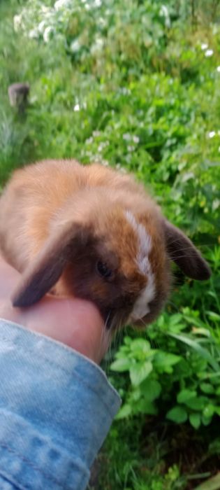 Мінні Лоп, вісловухі та інші торчевухі