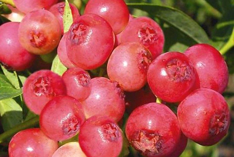 Borówka Różowa Pink Lemonade 60 cm DUŻE SADZONKI CAC