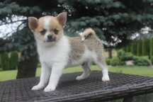 Chihuahua śliczny piesek - już do odbioru
