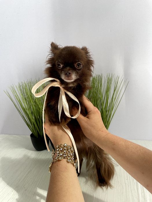 VIP Чіхуахуа дівчинка-гарнюня