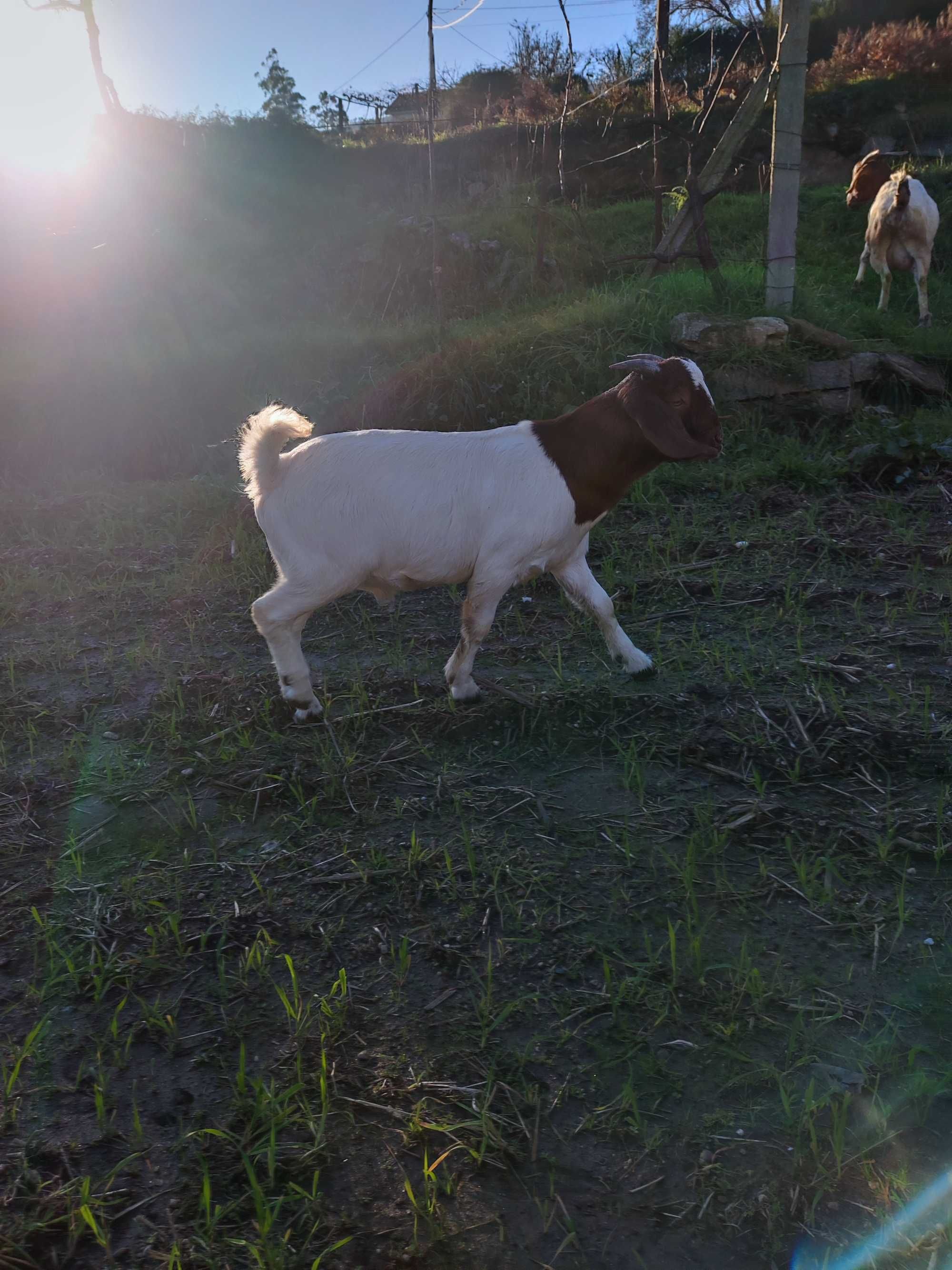 Cabras Boer Puras machos e femeas Viana do Castelo