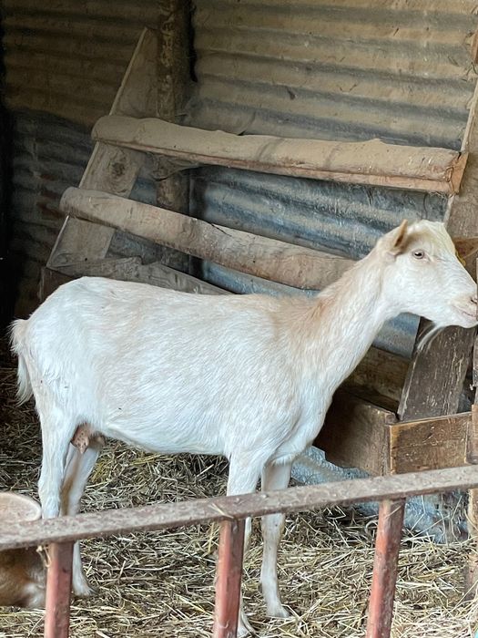 Vende-se  cabras