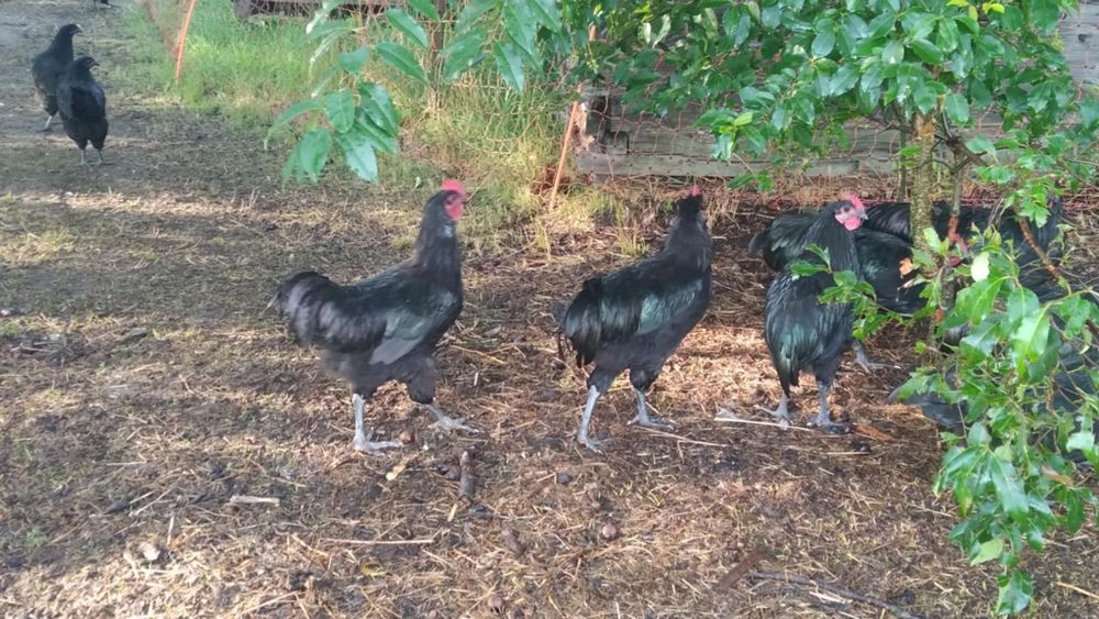 Koguty australorp