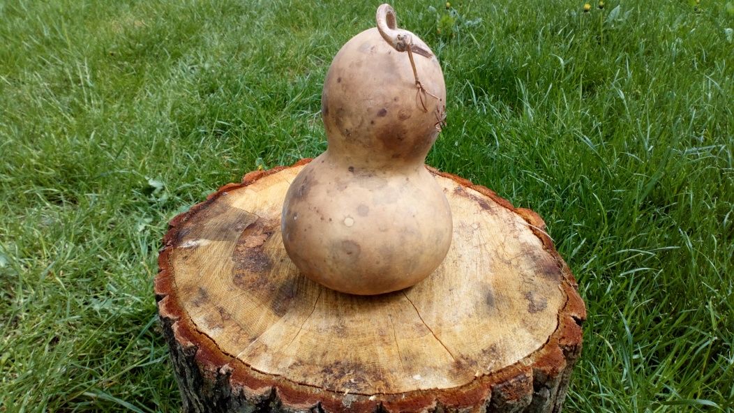 Tykwa, Calabash, Odmiana Mini Bottle Gourds, Feng shui, mała butelka .